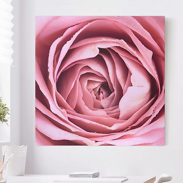 Leinwandbild - Quadrat Rosa Rosenblüte günstig online kaufen