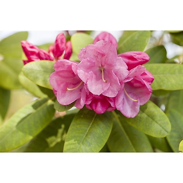 Rhododendron Williamsianum Gartendirektor Glocker Rosa 60–70 cm günstig online kaufen