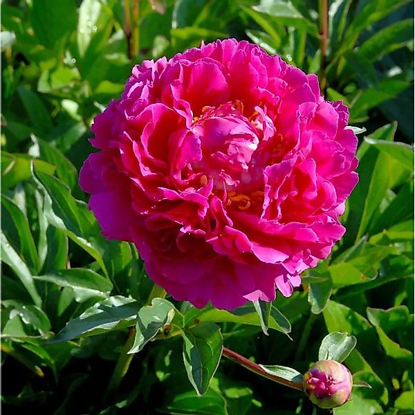 Edelpfingstrose Karl Rosenfield - Paeonia,actiflora günstig online kaufen