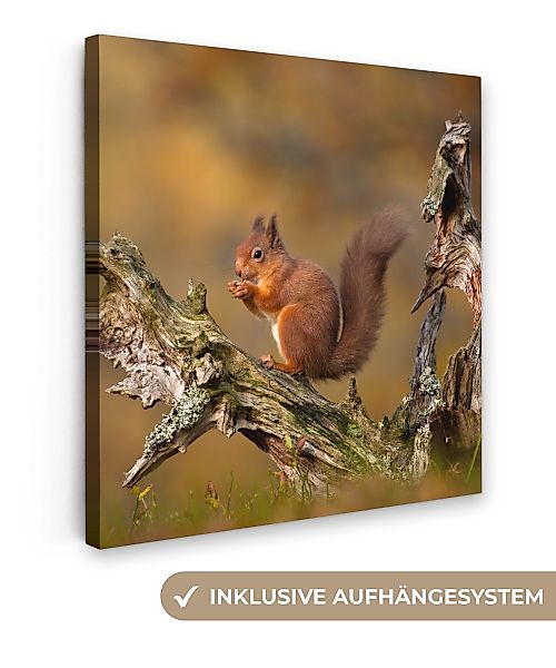OneMillionCanvasses® Leinwandbild Rotes Eichhörnchen im Herbst, günstig online kaufen