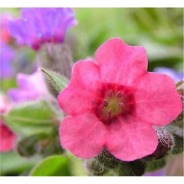 Lungenkraut Mrs. Moon - Pulmonaria saccharata günstig online kaufen