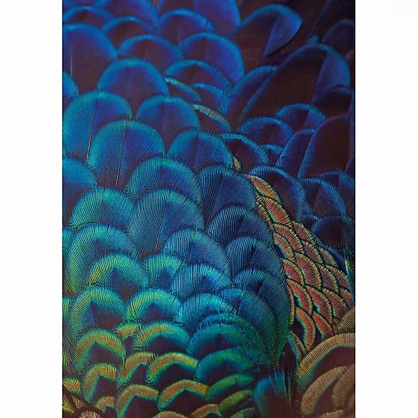 Leinwandbild Multicolor Feathers, 50 x 70 cm günstig online kaufen