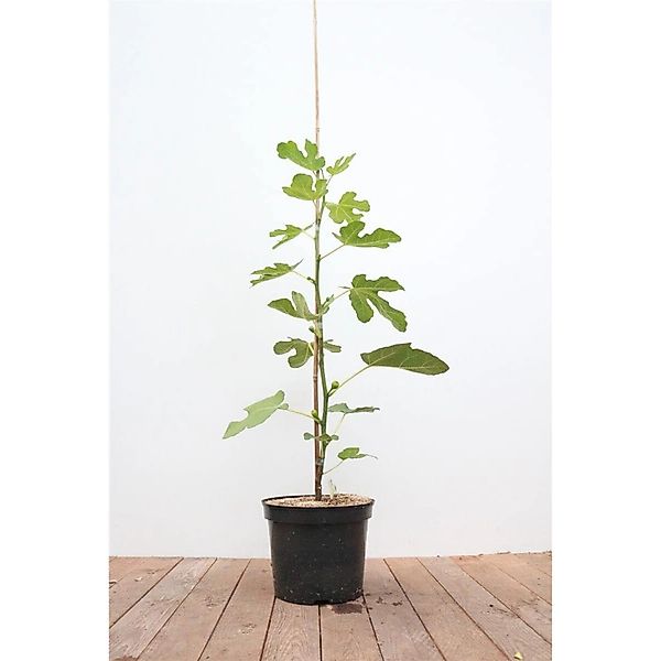 Ficus Carica Feige 100-125 cm günstig online kaufen