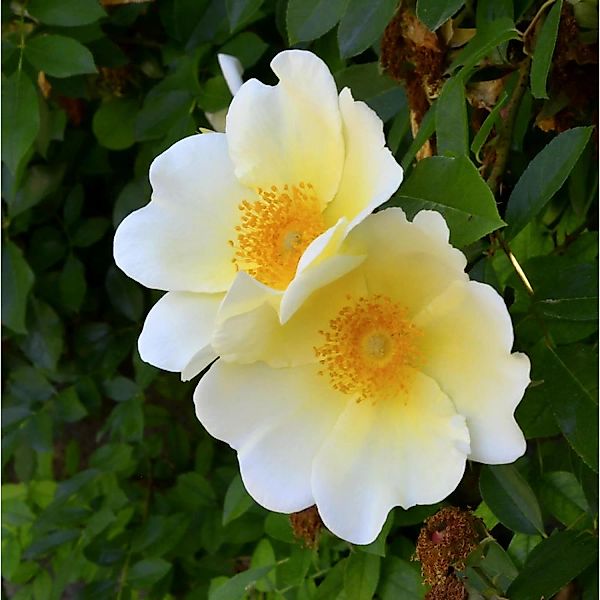 Kletterrose Mermaid 30-60cm günstig online kaufen