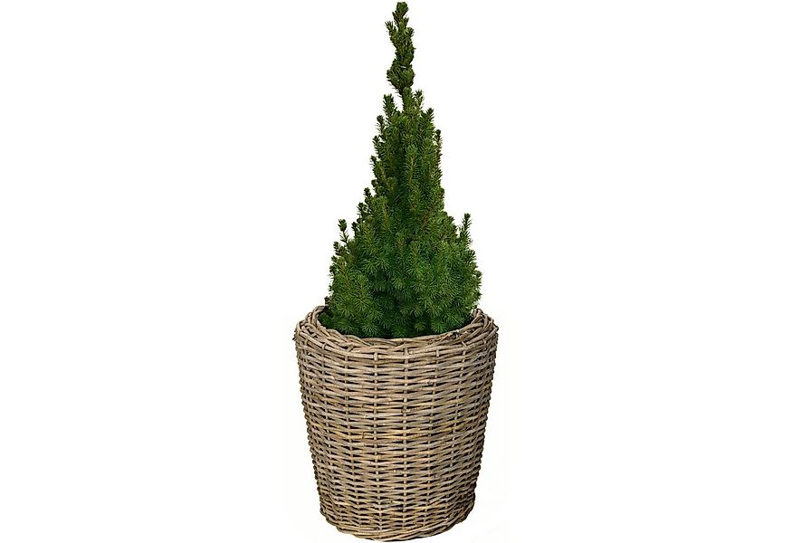Van der Leeden Blumentopf Blumenkorb Pflanzkorb Topf 50x52cm Rattan Weide S günstig online kaufen