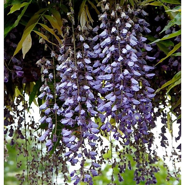 Blauregen Macrobotrys 60-80cm - Wisteria floribunda günstig online kaufen