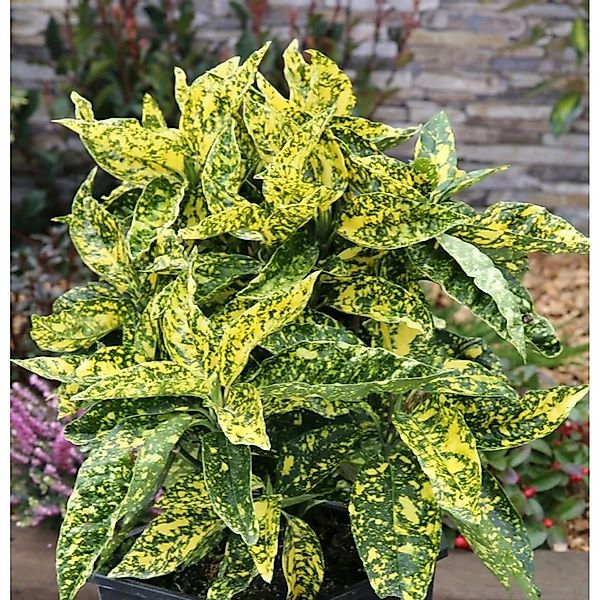 Japanische Aucube Crotonifolia 80-100cm - Aucuba japonica günstig online kaufen