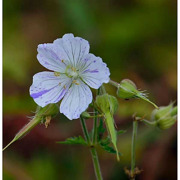 Wiesenstorchschnabel Splish Splash - Geranium pratense günstig online kaufen