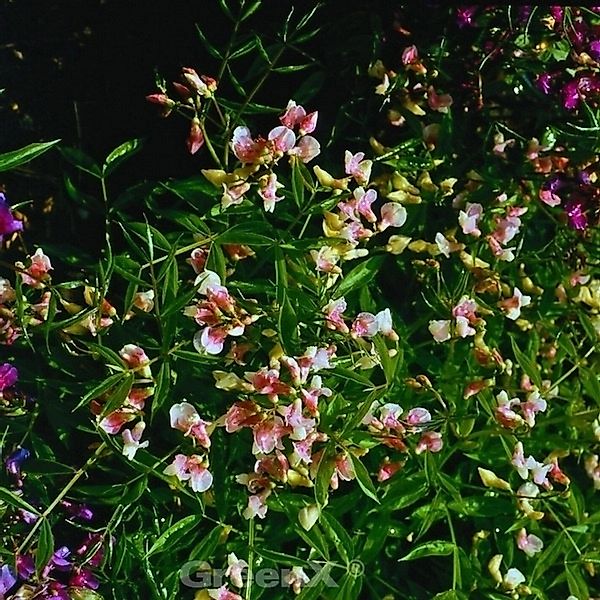 Wald Wicke Roseus - Lathyrus vernus günstig online kaufen