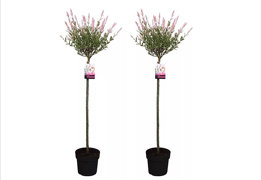 Perfect Plant | 2er Set XL Salix Flamingo auf einem Baumstamm günstig online kaufen