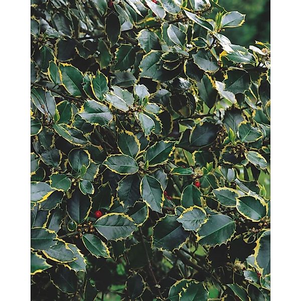 Ilex Aquifolium Rubricaulis Aurea Stechpalme Buntlaubig 100 cm Stammhöhe günstig online kaufen