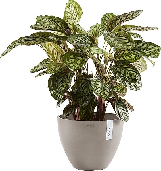 ECOPOTS Blumentopf "ANTWERP Taupe", BxTxH: 50x50x37,5 cm günstig online kaufen