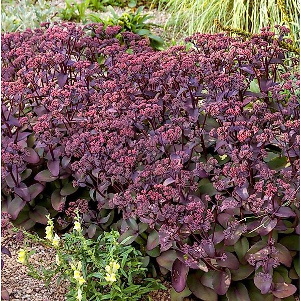 Große Fetthenne Seduction Cherry Chocolate - Sedum telephium günstig online kaufen