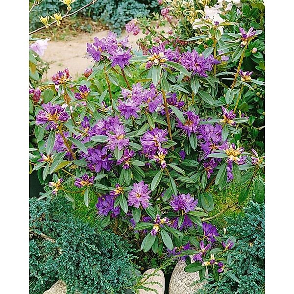 Rhododendron Govenianum Immergrün Rosa Blüten 120–140 cm günstig online kaufen