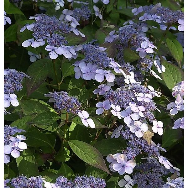 Teller Hortensie Blue Deckle 30-40cm - Hydrangea serrata günstig online kaufen