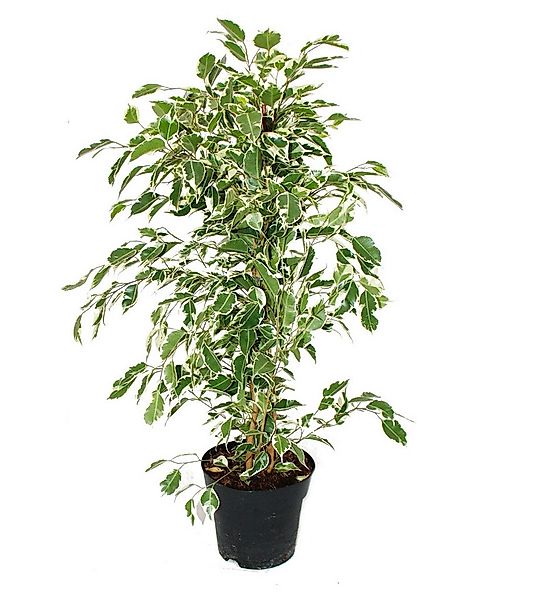 Exotenherz Zimmerpflanze Ficus benjamini "Twilight" im 17cm Topf günstig online kaufen