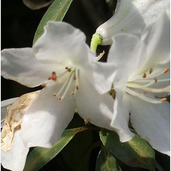 Rhododendron wongii 25-30cm günstig online kaufen