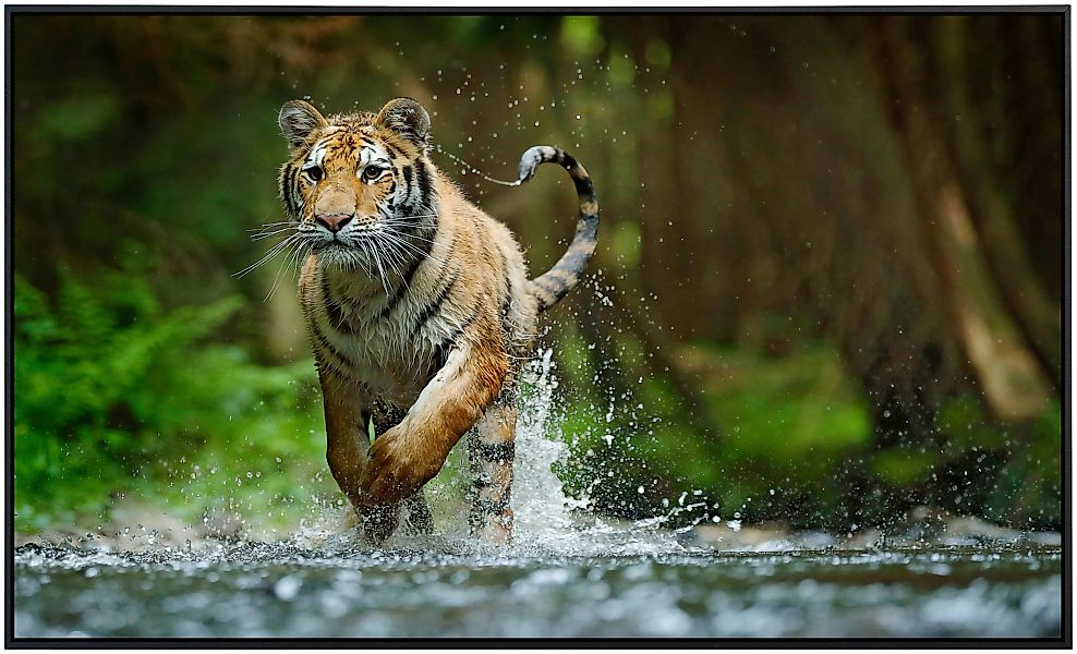 Papermoon Infrarotheizung »Sibirischer Amur Tiger«, sehr angenehme Strahlun günstig online kaufen