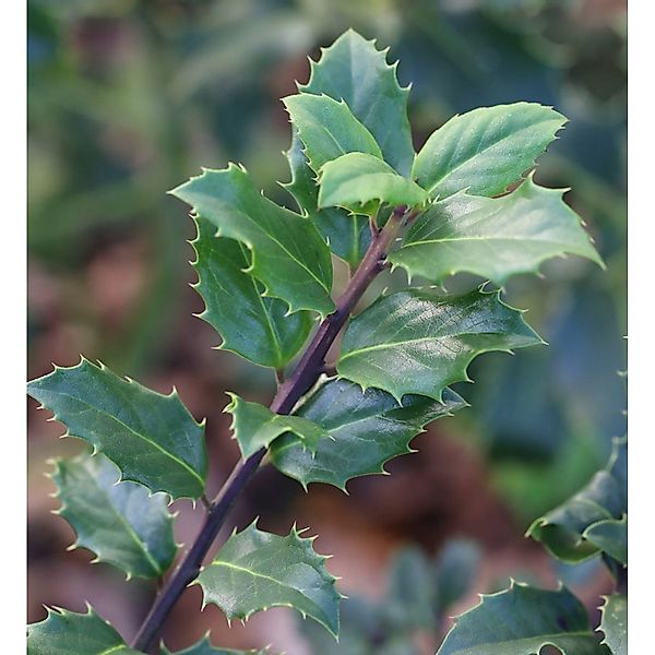 Stechpalme Ilex männlich Blue Prince 60-80cm - ilex meserveae günstig online kaufen