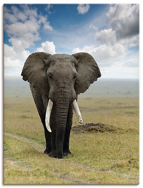 Artland Wandbild "Elefant" Wildtiere 1 Stk. tlg. als Alubild, Leinwandbild günstig online kaufen