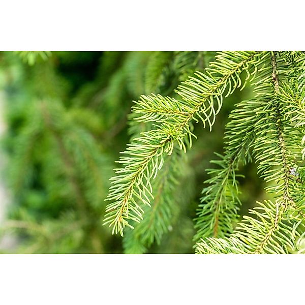 Picea Abies Cupressina Säulenfichte 80–100 cm günstig online kaufen
