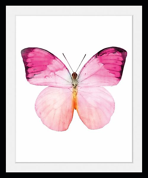 queence Bild "Jody", Schmetterlinge-Kunst-Insekten, (1 St.), HD Premium Pos günstig online kaufen