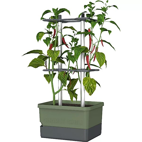 Gusta Garden Charly Chili Chilitopf dunkelgrün günstig online kaufen