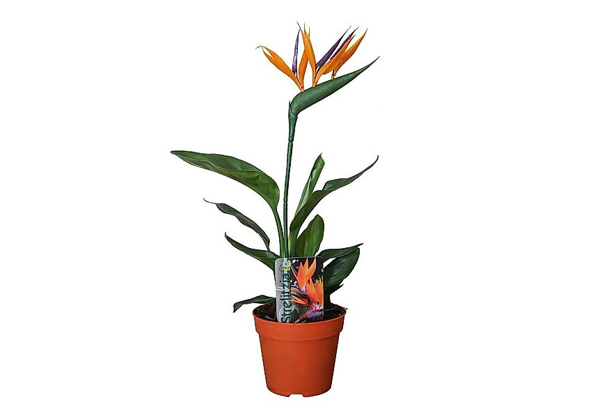 meinvipshop Zimmerpflanze 2er Set Paradiesvogelblume Strelizie günstig online kaufen