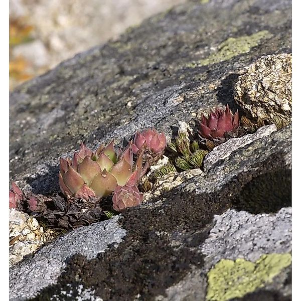 Dachwurz Purple Passion - Sempervivum cultorum günstig online kaufen