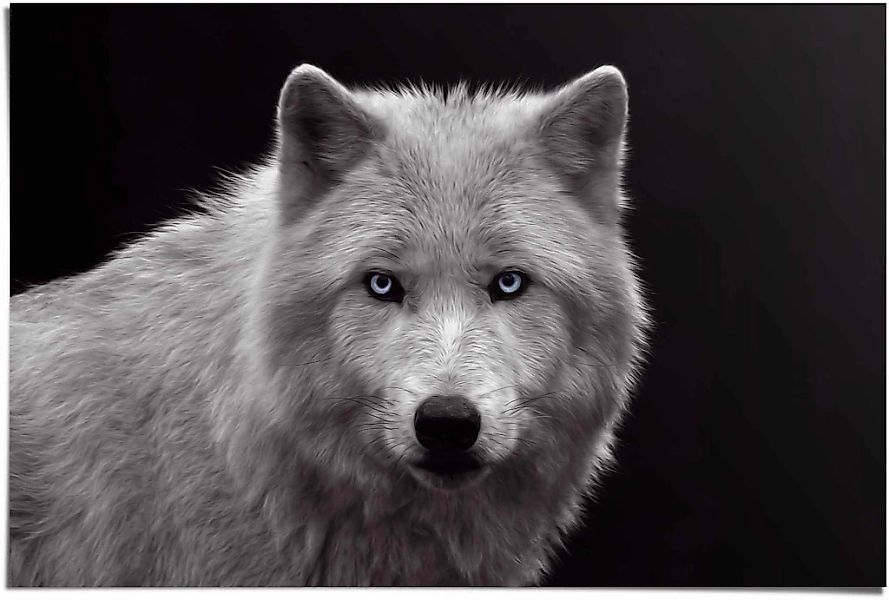 Reinders Poster "Weißer Wolf" 1 Stk. tlg. günstig online kaufen