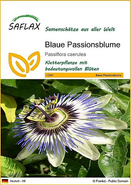 SAFLAX Blumensamen SAFLAX - Samen - Blaue Passionsblume günstig online kaufen