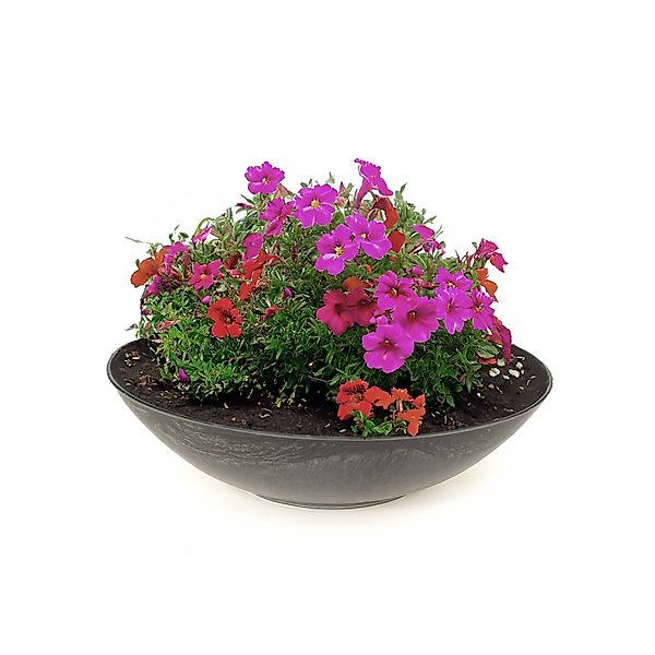 matches21 HOME & HOBBY Blumentopf Pflanzschale günstig online kaufen