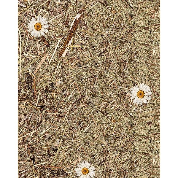 WALLFACE AL-11004 ALPINE WHITE DAISY selbstklebende Tapete Almwiesen-Dekor günstig online kaufen