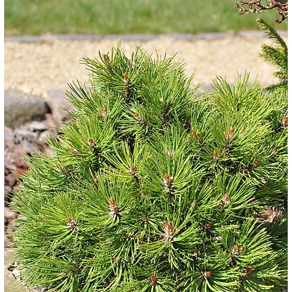 Hakenkiefer Nana 20-25cm - Pinus uncinata günstig online kaufen