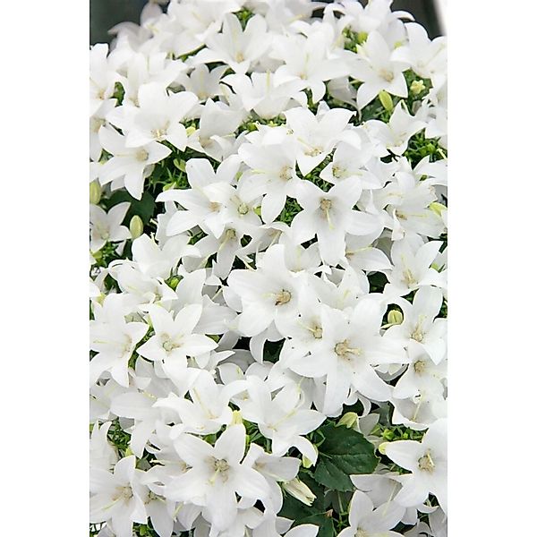 Campanula Cochleariifolia Bayerische Glockenblume Gen Ca 9x9 cm Topf günstig online kaufen