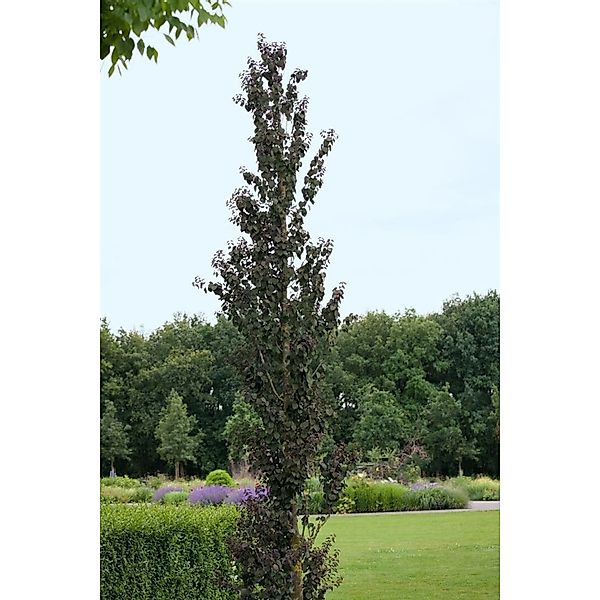 Cercidiphyllum Japonicum Rotfuchs Katsurabaum Rotlaubig 80–100 cm günstig online kaufen