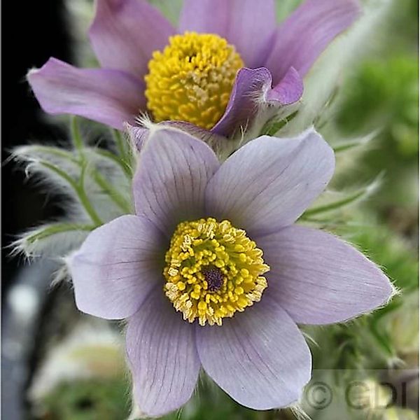 Küchenschelle Blaue Glocke - Pulsatilla vulgaris günstig online kaufen