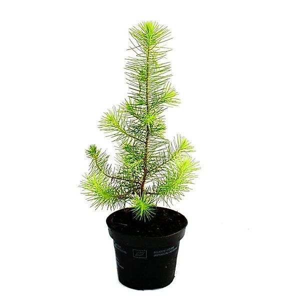 Exotenherz Der Kleinste Weihnachtsbaum Der Welt Mittelmeerkiefer Pinus Pine günstig online kaufen
