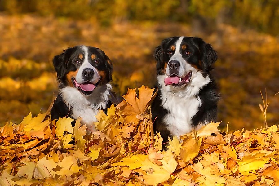 Papermoon Fototapete "Hunde in Blätterhaufen" günstig online kaufen