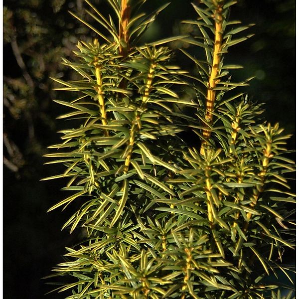 Goldgelbe Säuleneibe Goldstar 25-30cm - Taxus baccata günstig online kaufen