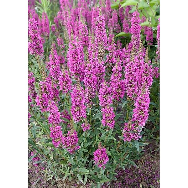 Lythrum Salicaria Robert Blutweiderich Ca. 11x11 cm Topf günstig online kaufen