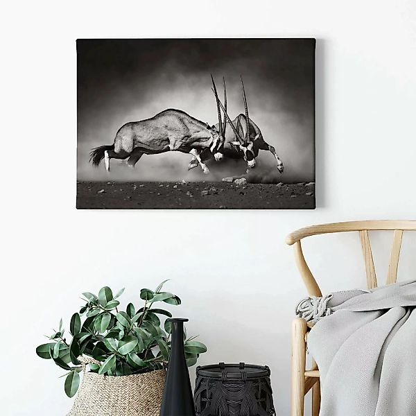 Bricoflor Schwarz Weiß Tierbild Oryx Antilope Bild Ideal Für Wohnzimmer Und günstig online kaufen
