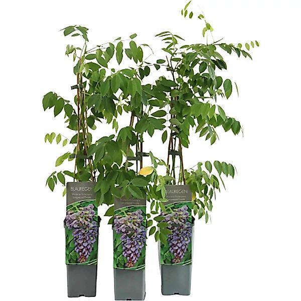 Amerikanischer Blauregen Longwood Purple Höhe ca. 40-60 cm Topf ca. 2l günstig online kaufen