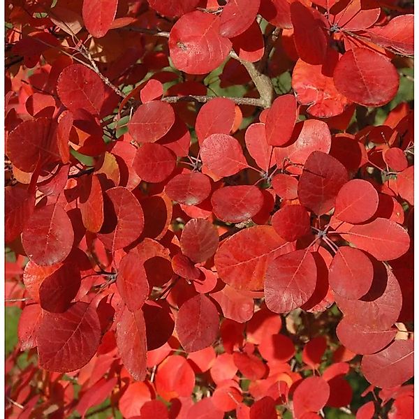 Perückenstrauch Flamissimo 25-30cm - Cotinus coggygria günstig online kaufen