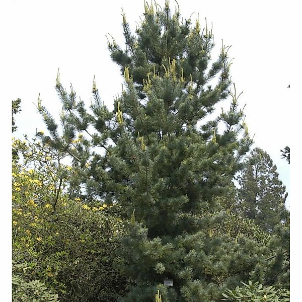 Mädchenkiefer Tempelhof 40-50cm - Pinus parviflora günstig online kaufen