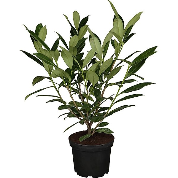 Kirschlorbeer Caucasica Set à 24 Stück Höhe ca. 40 - 60 cm Prunus,auroceras günstig online kaufen