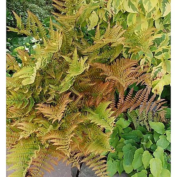 Rotschleierfarn - Dryopteris erythrosora günstig online kaufen