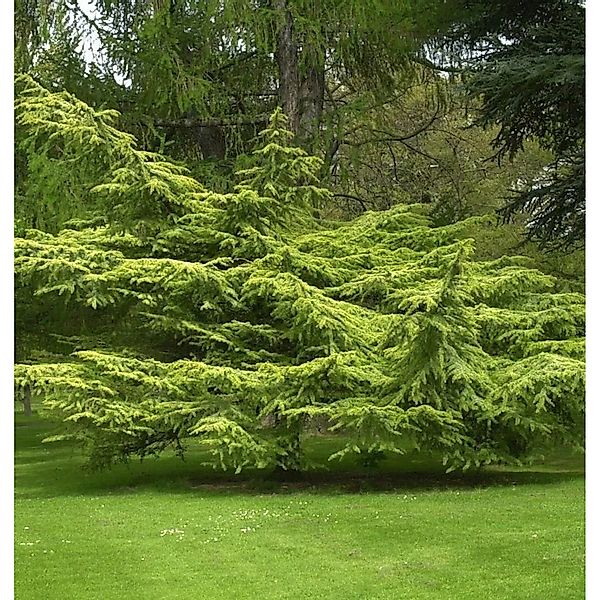 Goldene Atlaszeder 30-40cm - Cedrus atlantica günstig online kaufen