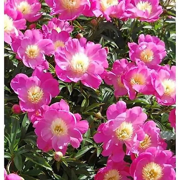 Edelpfingstrose Wladyslawa - Paeonia,actiflora günstig online kaufen