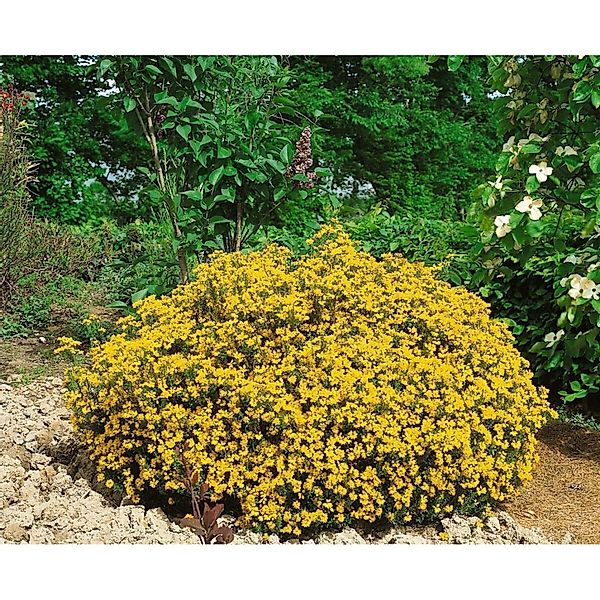 Genista Hispanica Spanischer Ginster 20-30 cm günstig online kaufen